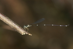 Protosticta gravelyi
