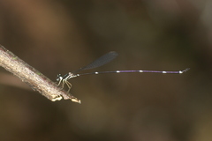 Protosticta gravelyi