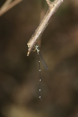 Protosticta gravelyi
