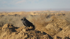 Corvus corax