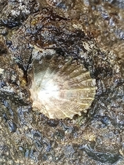 Siphonaria gigas