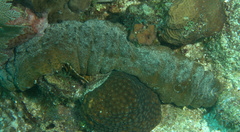 Holothuria mexicana