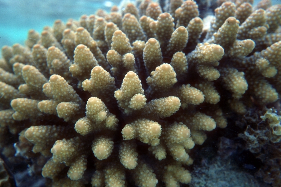 Finger Coral