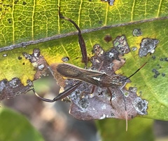 Mirperus jaculus