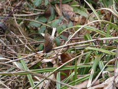 Troglodytes troglodytes