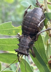 Enyaliopsis