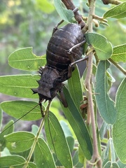 Enyaliopsis
