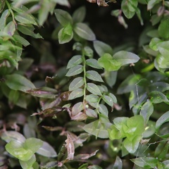 Mnium stellare