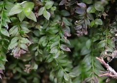Mnium stellare