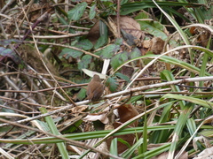 Troglodytes troglodytes