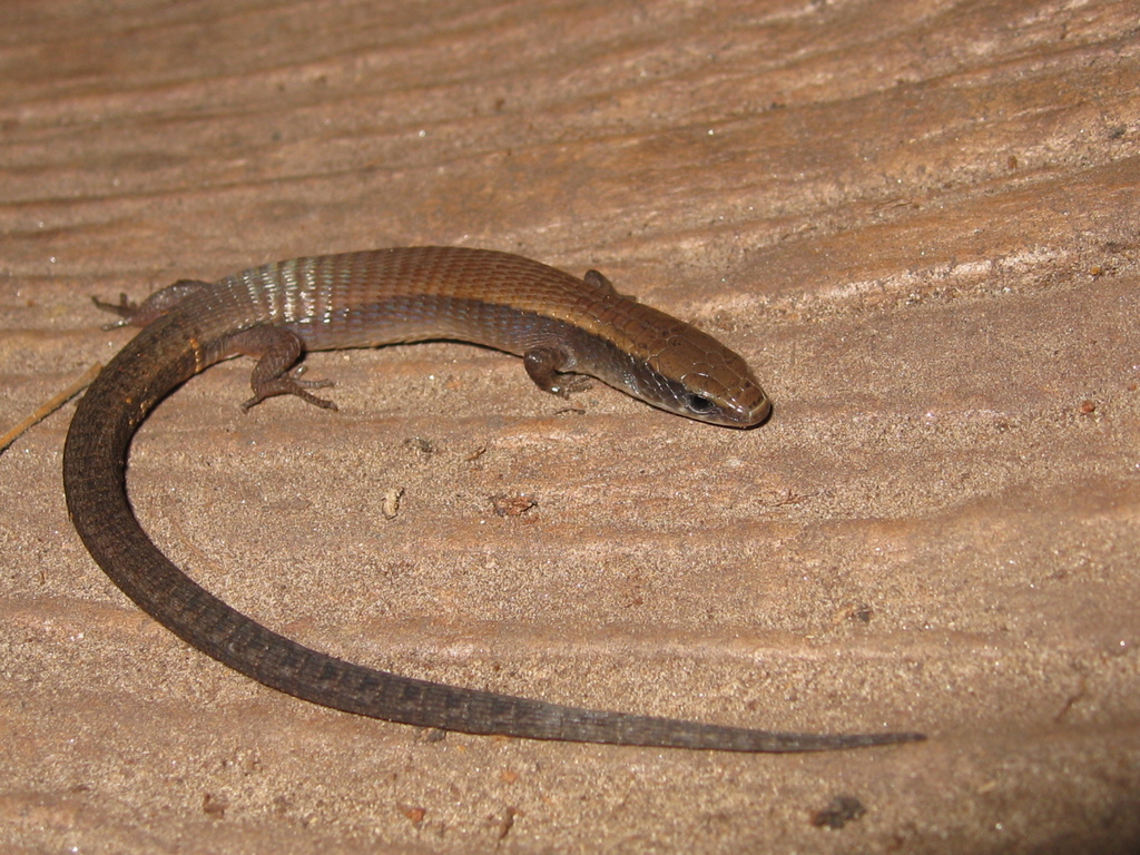 Bahia Colobosaura