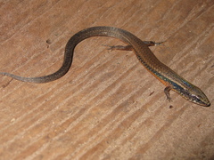 Colobosaura modesta