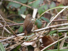 Troglodytes troglodytes