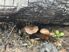 Lyophyllum atratum
