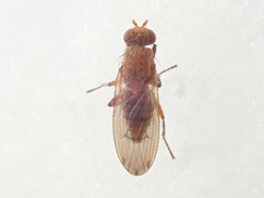 Suillia flavifrons