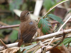 Troglodytes troglodytes