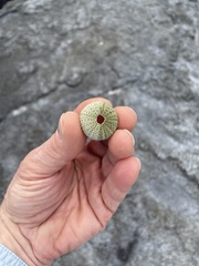 Lytechinus semituberculatus