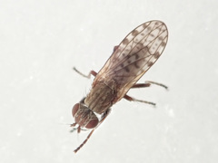 Pherbellia schoenherri