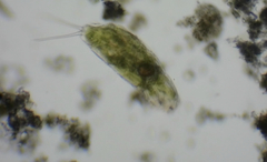 Dicranophoroides caudatus