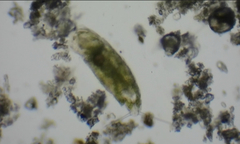 Dicranophoroides caudatus