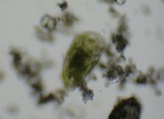Dicranophoroides caudatus