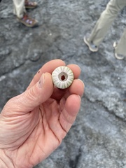 Lytechinus semituberculatus