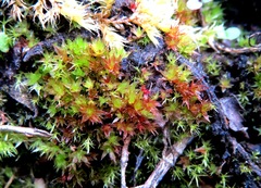 Bryum sauteri