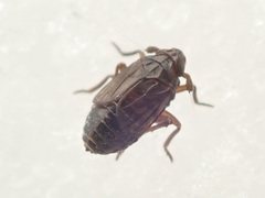 Delphacodes venosus