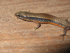 Colobosaura modesta