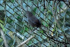 Scytalopus spillmanni