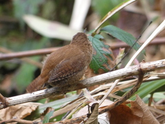 Troglodytes troglodytes