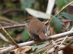 Troglodytes troglodytes