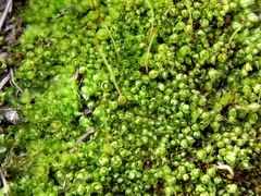 Ptychostomum elegans