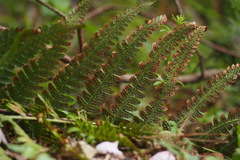 Dryopteris uniformis