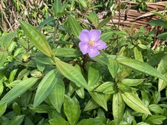 Melastoma septemnervium