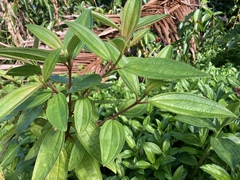 Melastoma septemnervium