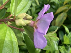 Melastoma septemnervium