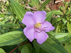 Melastoma septemnervium