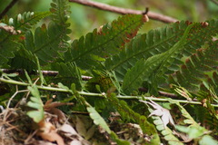 Dryopteris uniformis