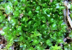 Ptychostomum elegans