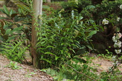 Dryopteris uniformis