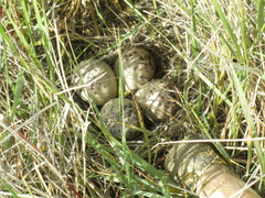 Bartramia longicauda