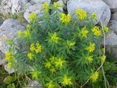 Euphorbia bivonae bivonae