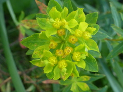 Euphorbia bivonae bivonae