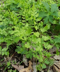 Cystopteris protrusa