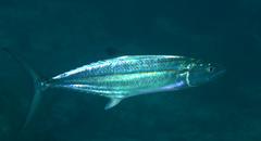 Scomberomorus regalis