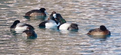 Aythya marila