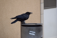 Corvus corone
