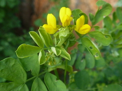 Coronilla valentina speciosa