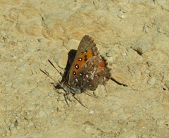 Aloeides thyra thyra